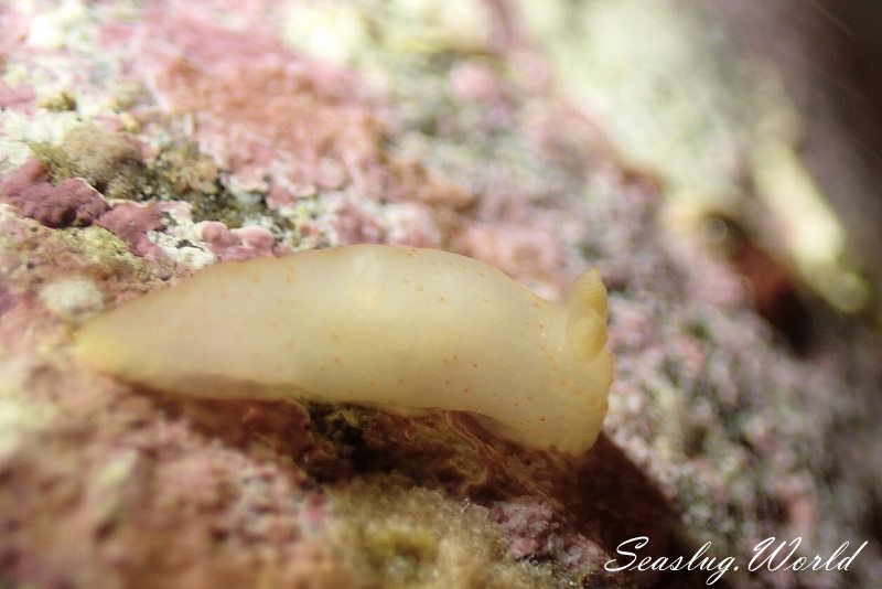 キヌハダモドキ Gymnodoris citrina