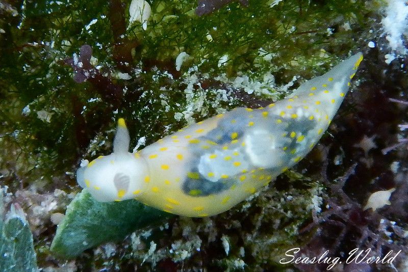 スカシキヌハダウミウシ Gymnodoris sp. 4