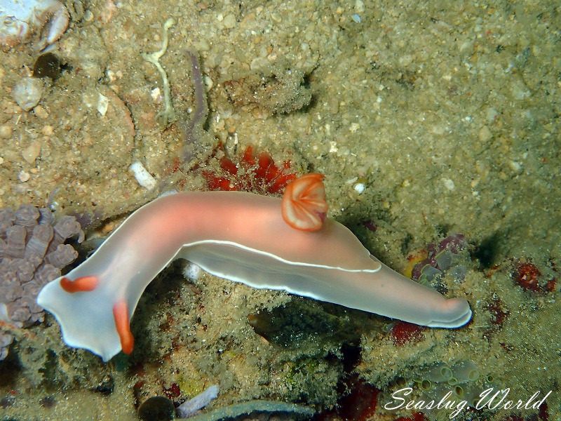 ゾウゲイロウミウシ Hypselodoris bullockii