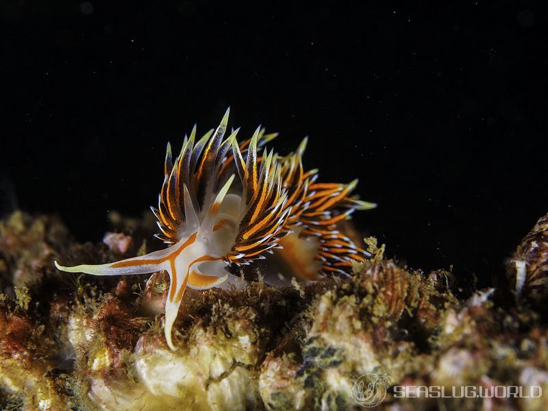 フィディアナ・ミリタリス Phidiana militaris | 世界のウミウシ