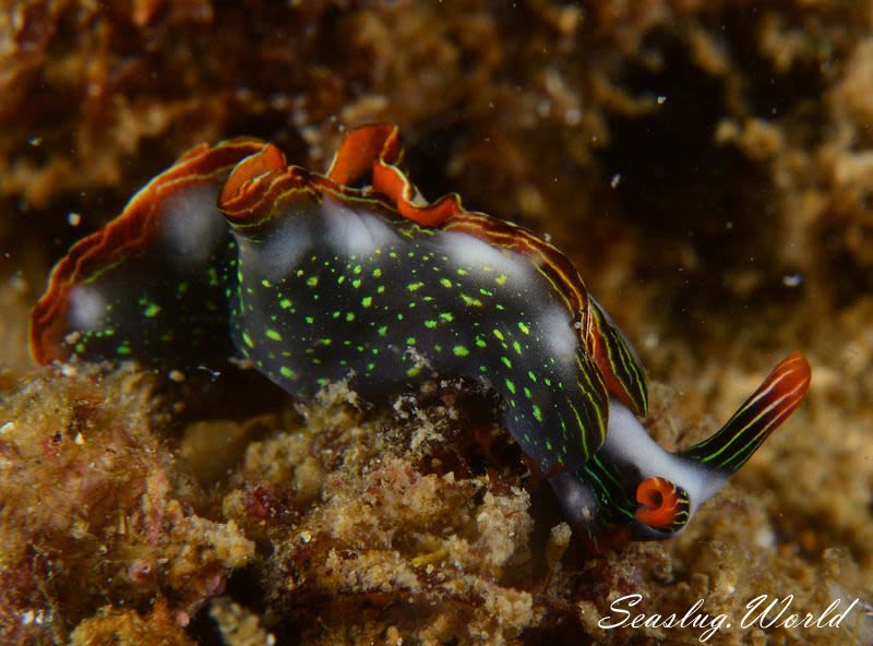 ハナミドリガイ Thuridilla splendens