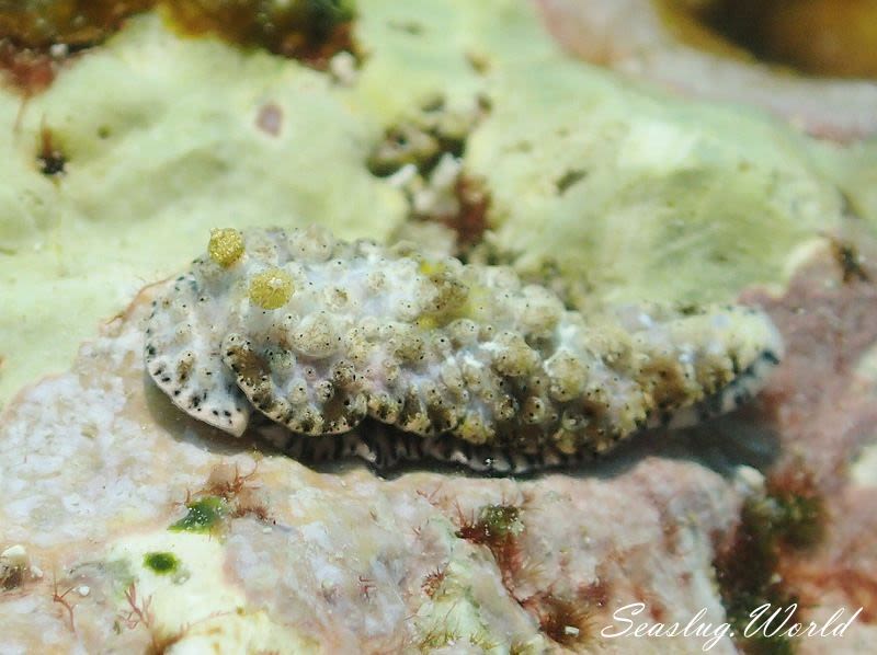 イボオトメウミウシ Dermatobranchus Pustulosus 世界のウミウシ