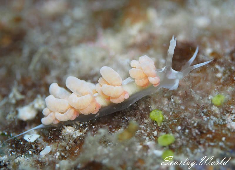 チゴミノウミウシ Favorinus japonicus