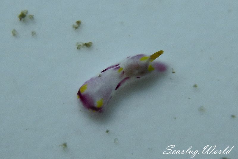 ハナイロキセワタ Spinophallus falciphallus