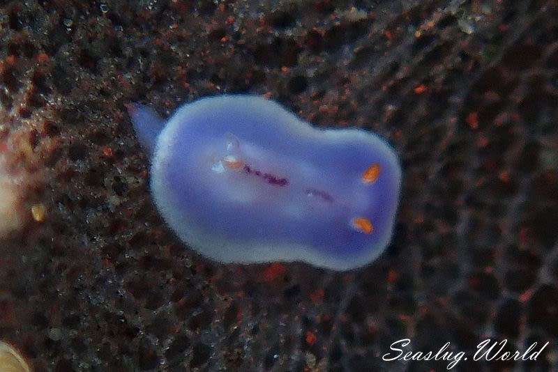 クラカトアウミウシ Hypselodoris krakatoa