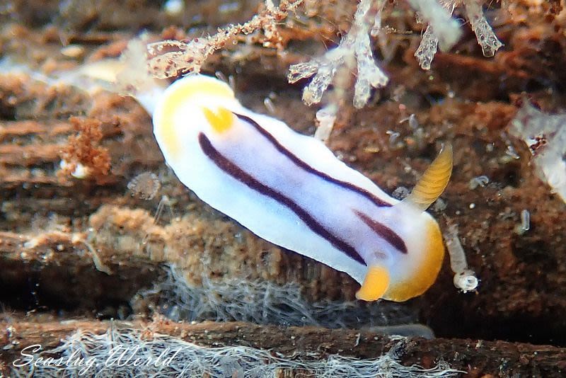 アンナウミウシ Chromodoris annae