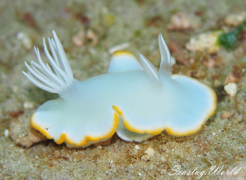 メレンゲウミウシ Ardeadoris Egretta 世界のウミウシ