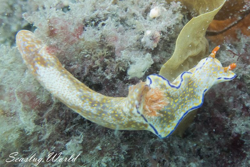 テヌウニシキウミウシ Ceratosoma tenue