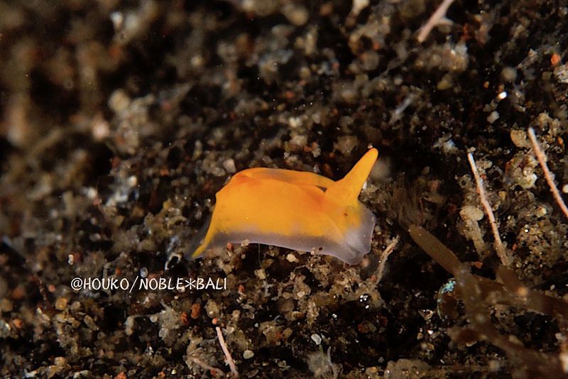 ヤマトウミコチョウ属の一種 6 Gastropteron sp. 6