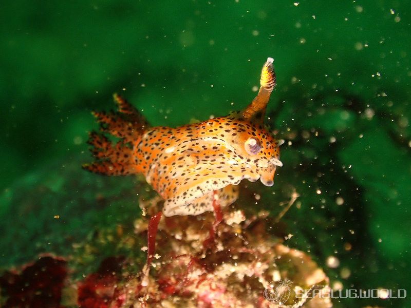 フジタウミウシ Polycera fujitai