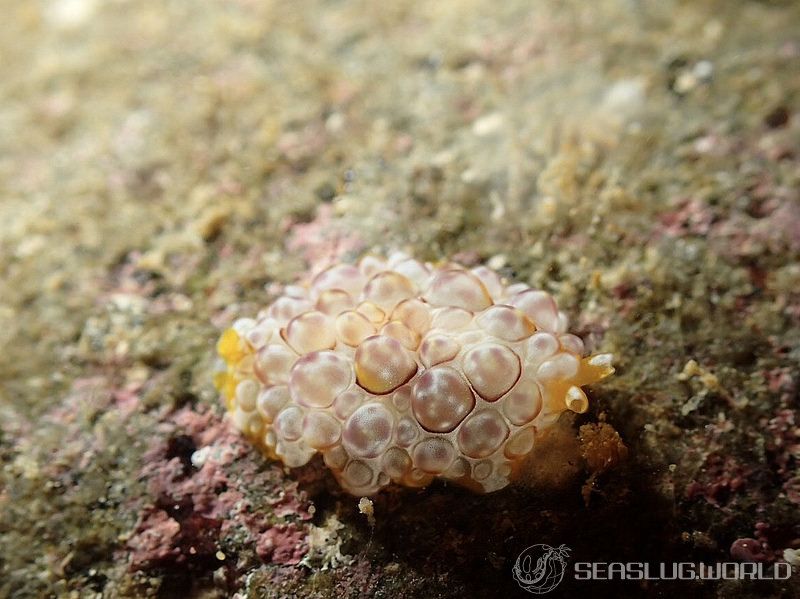 ゼニガタフシエラガイ Pleurobranchus forskalii