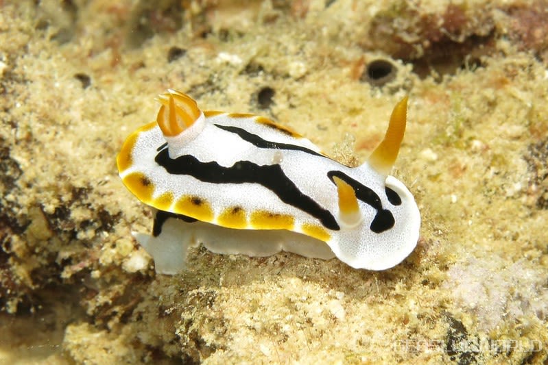 クロモドーリス・ダイアナエ Chromodoris dianae