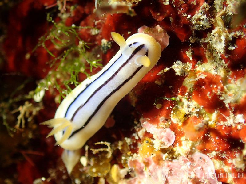 コールマンウミウシ Chromodoris colemani