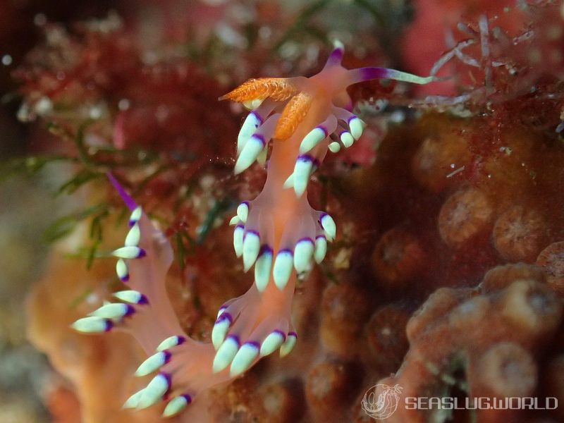 アデヤカミノウミウシ Coryphellina exoptata