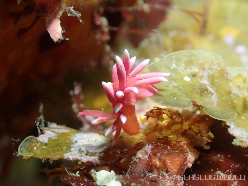 ヒロウミウシ Ceratodoris hiroi