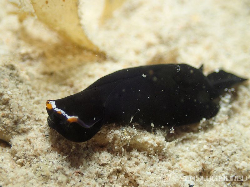 オハグロツバメガイ Mariaglaja inornata