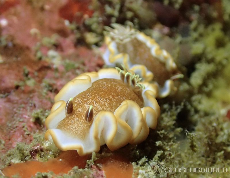 キャラメルウミウシ Glossodoris rufomarginata