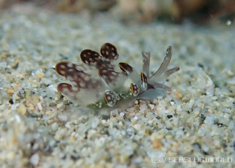 カノコウロコウミウシ Cyerce kikutarobabai