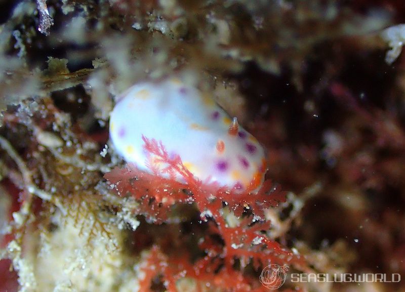 アカネコモンウミウシ Goniobranchus collingwoodi