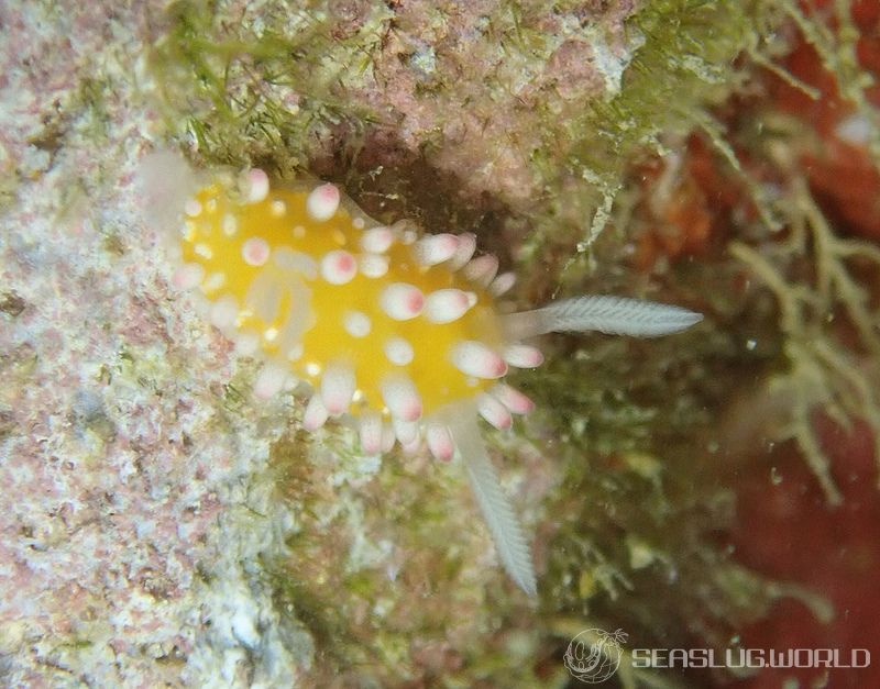 イガグリウミウシ Cadlinella ornatissima