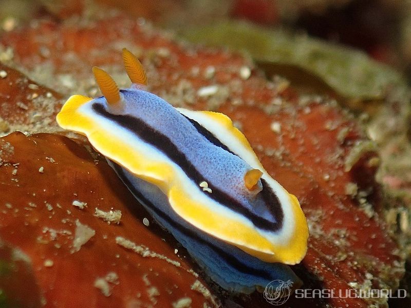 アンナウミウシ Chromodoris annae