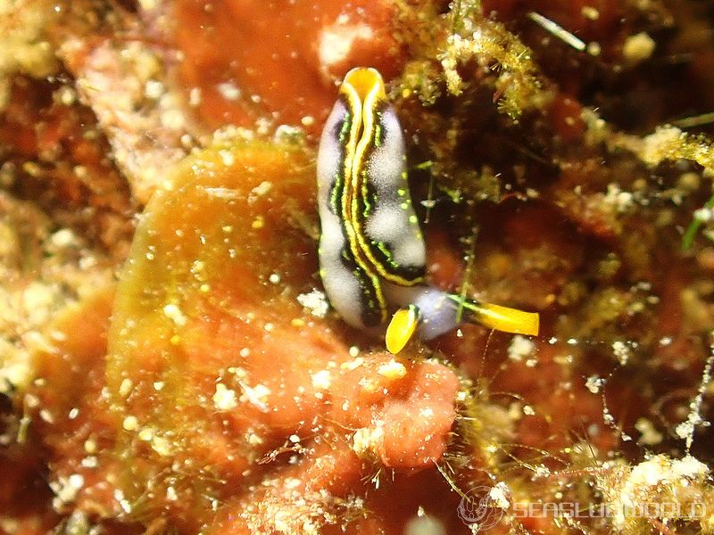 ハナミドリガイ Thuridilla splendens