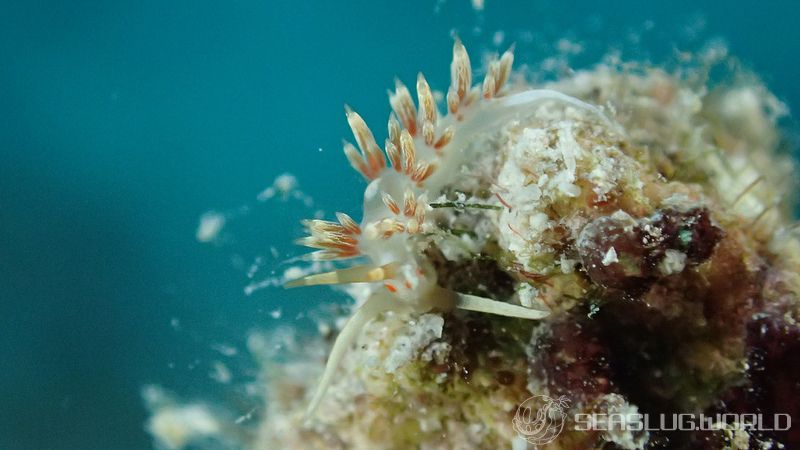 ハクセンミノウミウシ属の一種 3 Cratena sp. 3