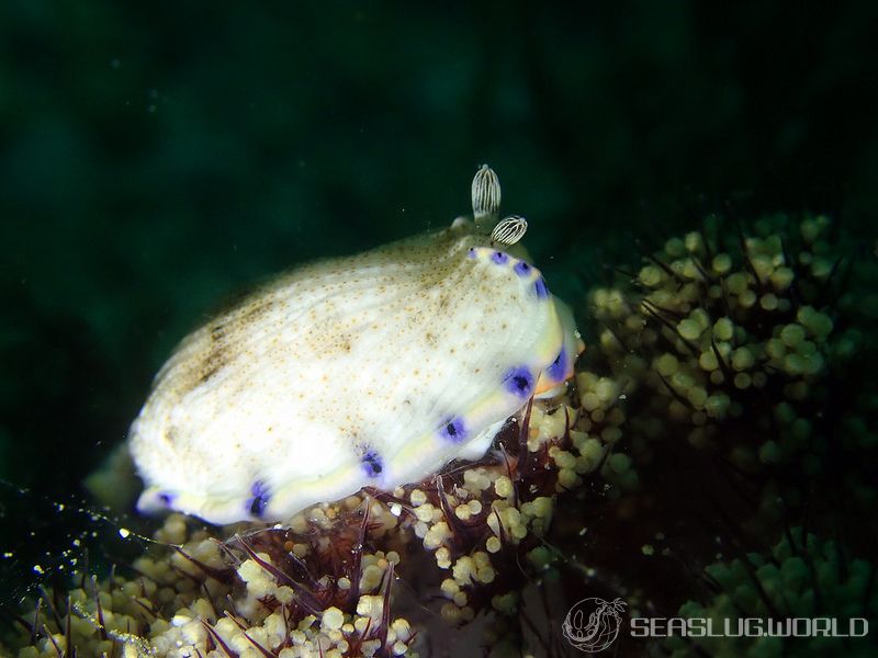 アオフチオトメウミウシ Dermatobranchus caeruleomaculatus