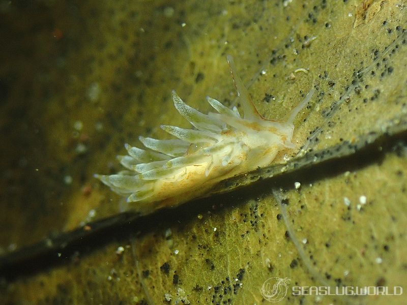 ホリミノウミウシ Eubranchus horii