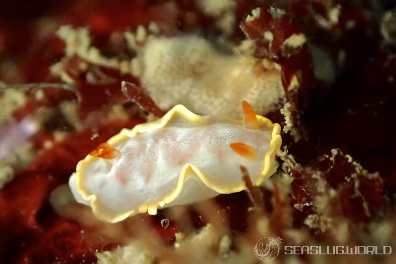 ヘキサブランクス・サングイネウス Hexabranchus sanguineus