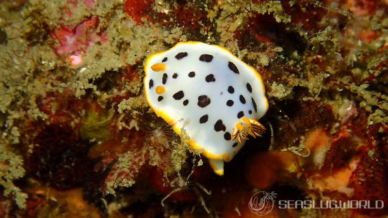 シロウミウシ Chromodoris orientalis