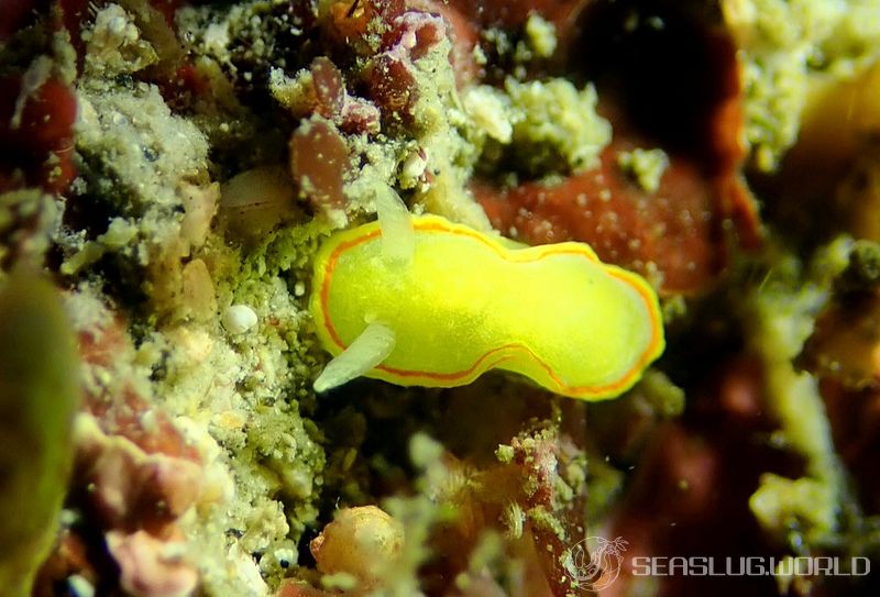 ミツイラメリウミウシ Diaphorodoris mitsuii