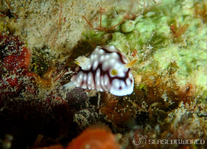 キカモヨウウミウシ Goniobranchus geometricus