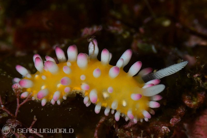 イガグリウミウシ Cadlinella ornatissima