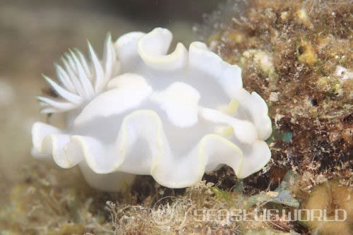 シロタエイロウミウシ Glossodoris buko