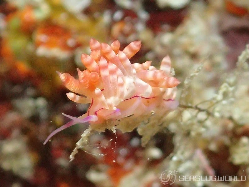 コリュフェリナ・フラムマ Coryphellina flamma