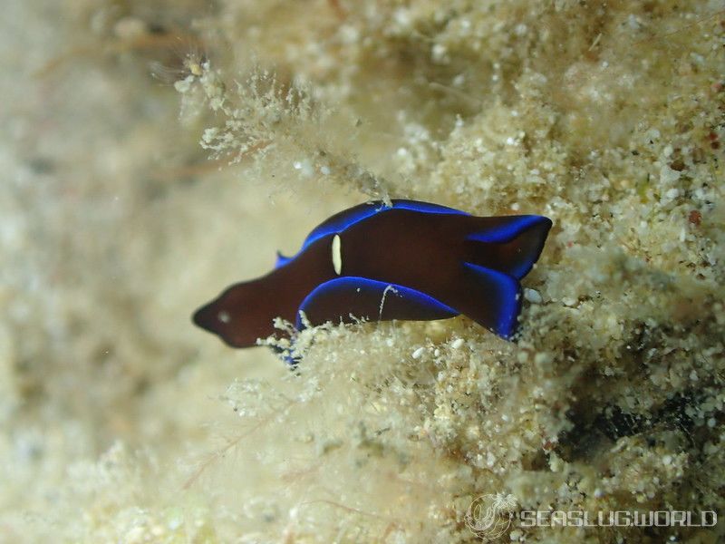 アオフチキセワタ Tubulophilinopsis gardineri