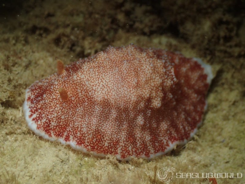 チリメンウミウシ Goniobranchus reticulatus