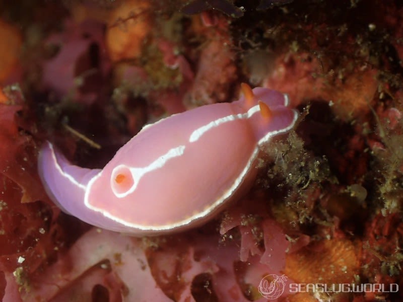 シモダイロウミウシ Hypselodoris shimodaensis