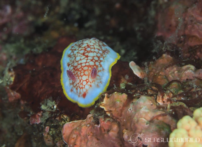 サラサウミウシ Goniobranchus sp.16