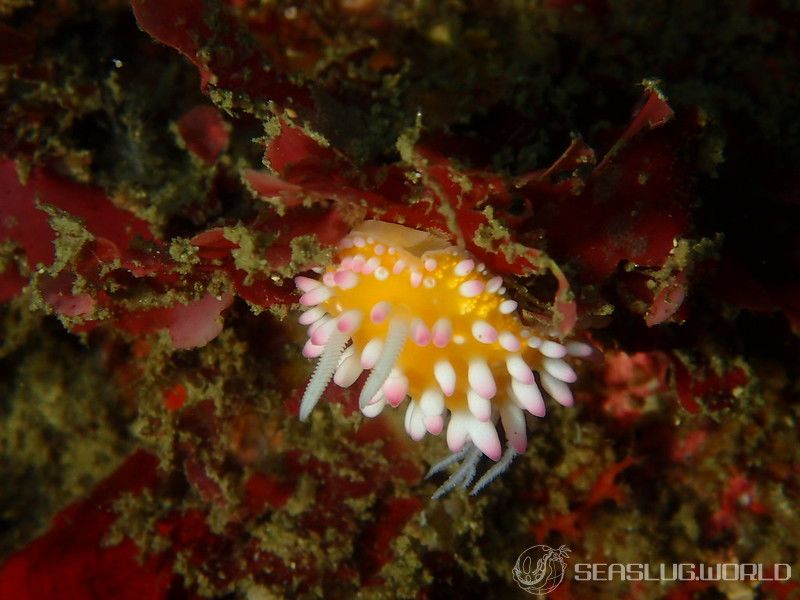 イガグリウミウシ Cadlinella ornatissima