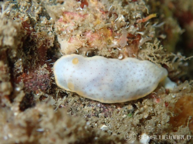 モンコウミウシ Chromodoris aspersa