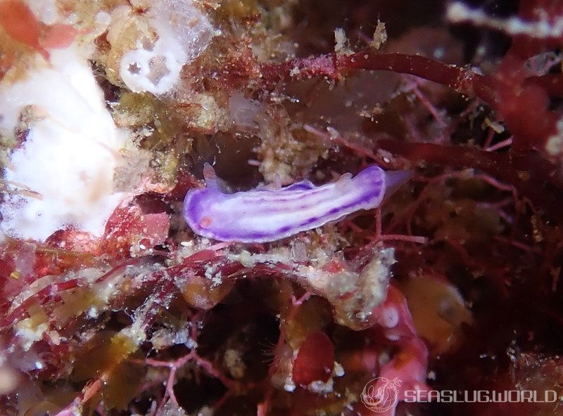 クチナシイロウミウシ Hypselodoris whitei