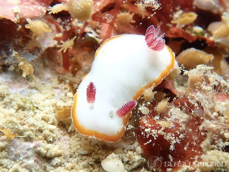 シラヒメウミウシ Goniobranchus sinensis