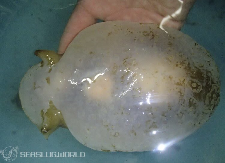カンテンウミフクロウ Pleurobranchella Nicobarica 世界のウミウシ