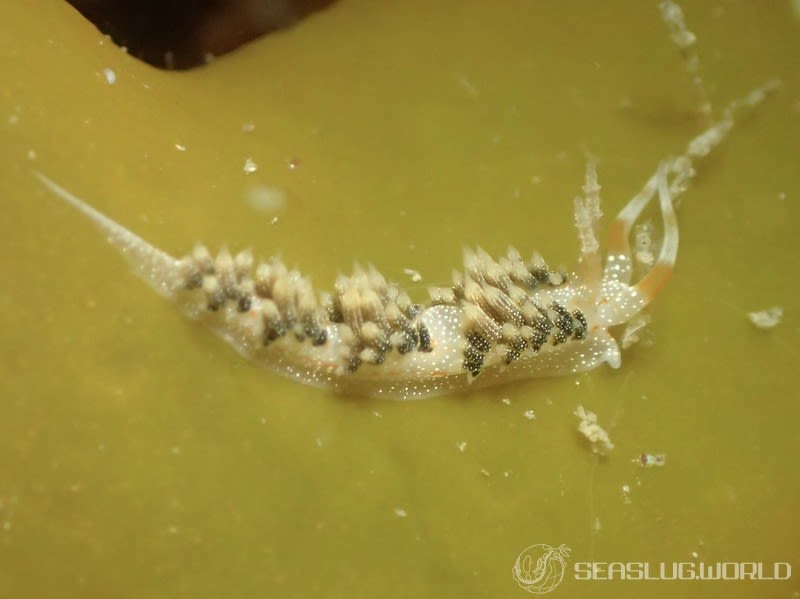 シャクジョウミノウミウシ Phidiana anulifera