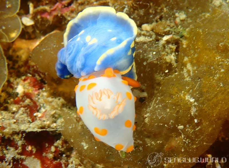 キイボキヌハダウミウシ Gymnodoris impudica