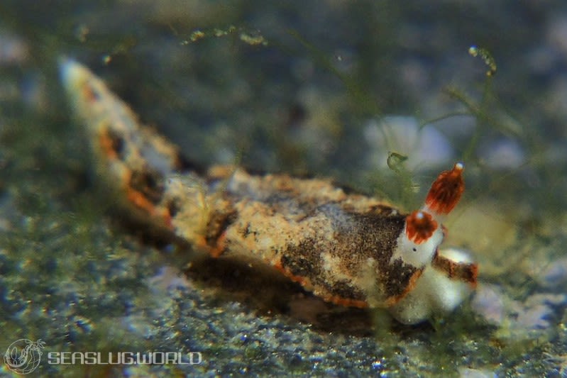 クチヒゲオトメウミウシ Dermatobranchus fortunatus