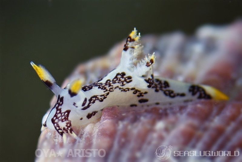 カゴメウミウシ Trapania toddi