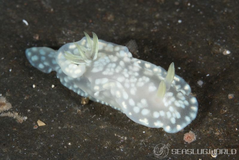 ユキドケイロウミウシ Glossodoris sp. 3